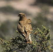 Chimango Caracara