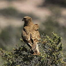 Caracara chimango