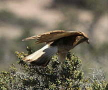 Caracara chimango