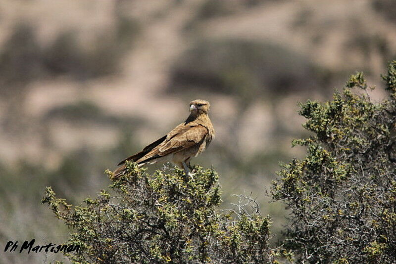 Chimango Caracara