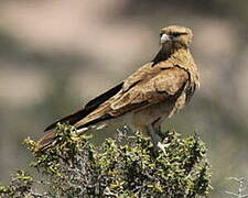 Chimango Caracara