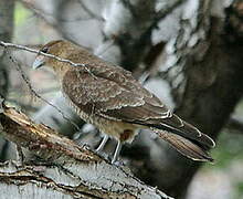 Chimango Caracara