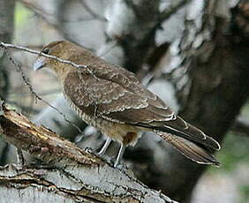 Caracara chimango