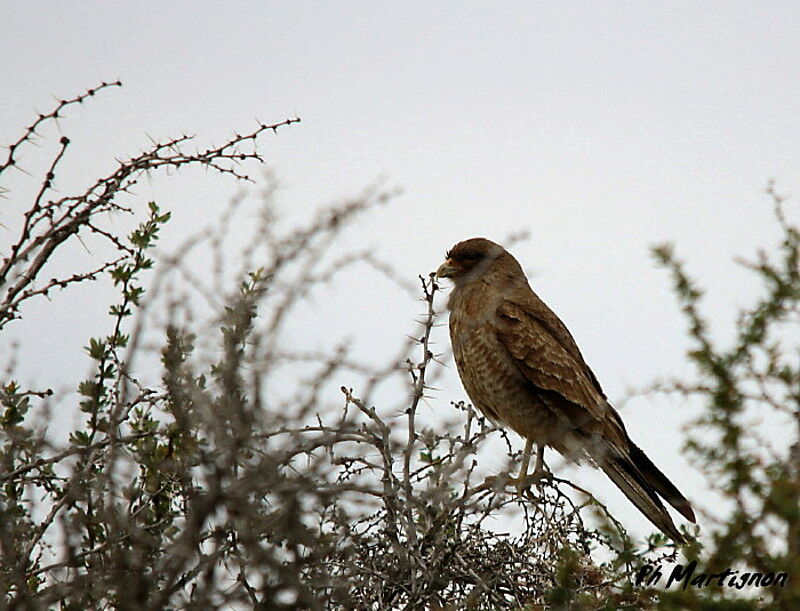 Chimango Caracara female