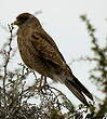 Caracara chimango