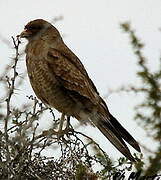 Chimango Caracara