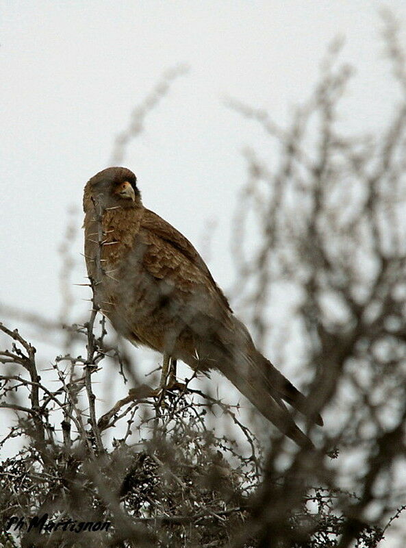 Chimango Caracara female