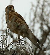 Caracara chimango