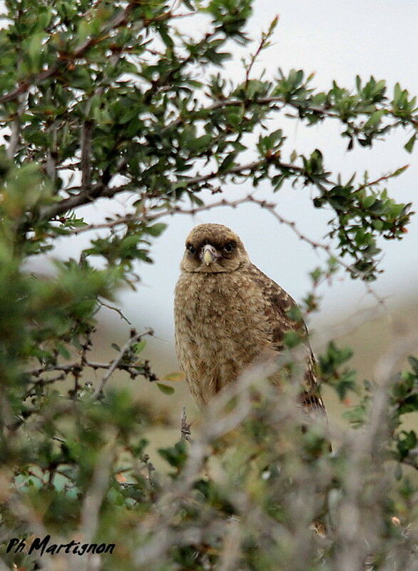 Caracara chimango femelle