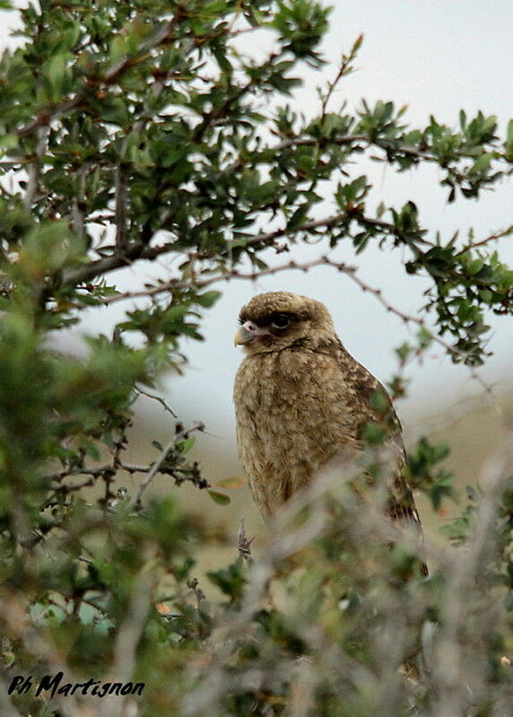 Chimango Caracara female