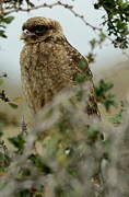 Chimango Caracara