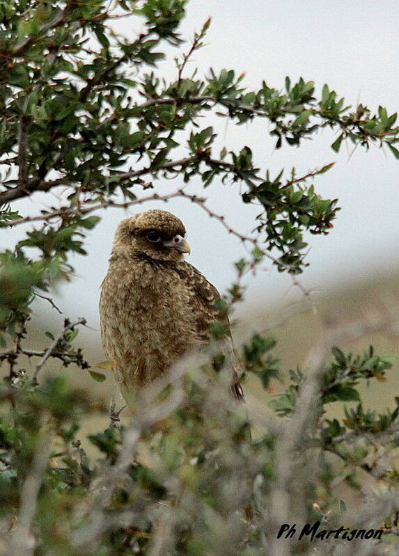 Chimango Caracara female