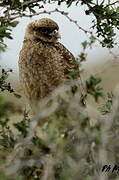 Caracara chimango