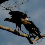 Caracara du Nord