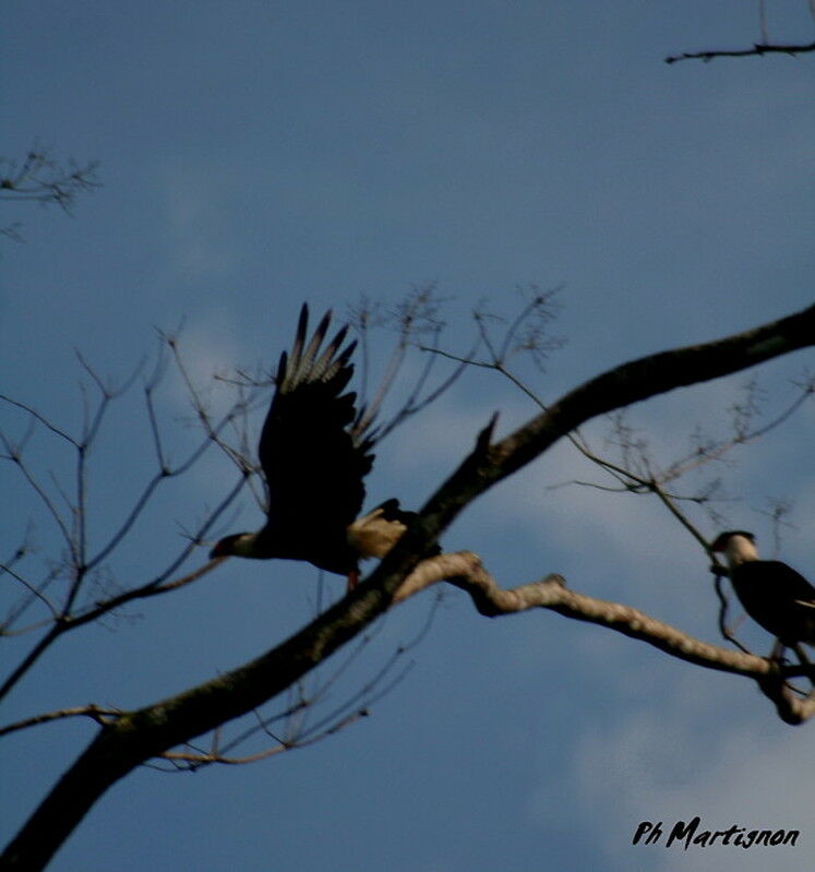 Northern Crested Caracara, identification