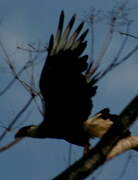 Crested Caracara (cheriway)