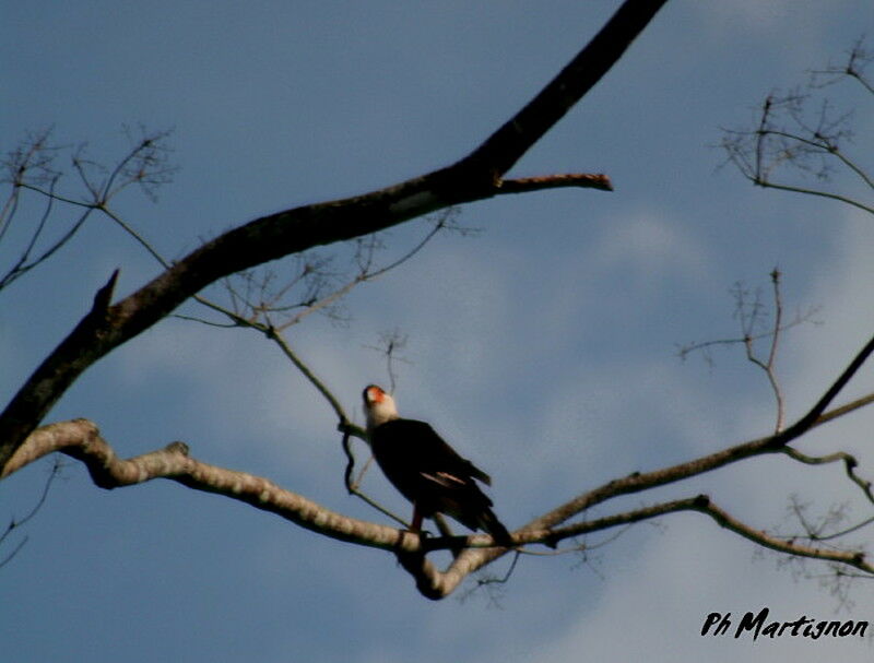 Crested Caracara (cheriway), identification