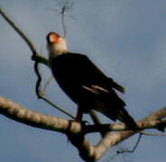 Caracara du Nord