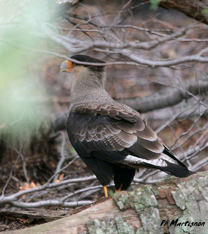 Southern Crested Caracara