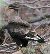 Southern Crested Caracara