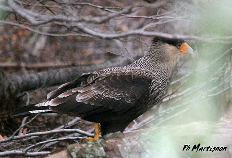 Southern Crested Caracara