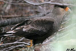 Caracara huppé