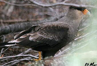 Caracara huppé