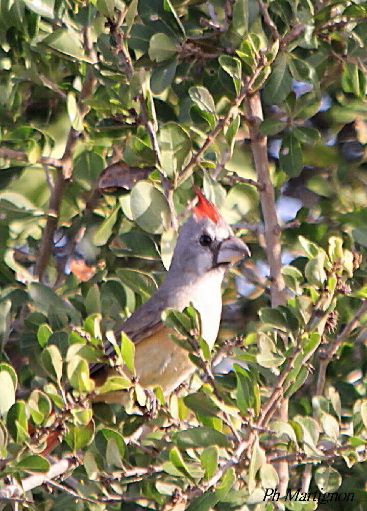 Vermilion Cardinal female, identification