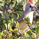 Cardinal vermillon