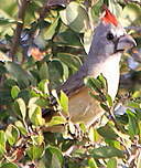 Cardinal vermillon