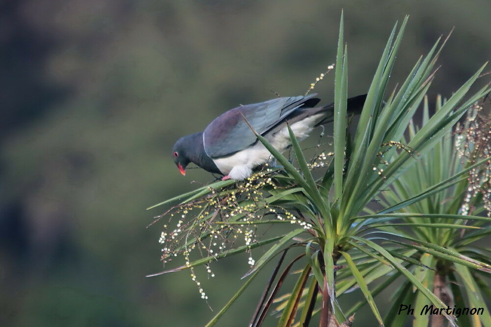 Carpophage de Nouvelle-Zélande