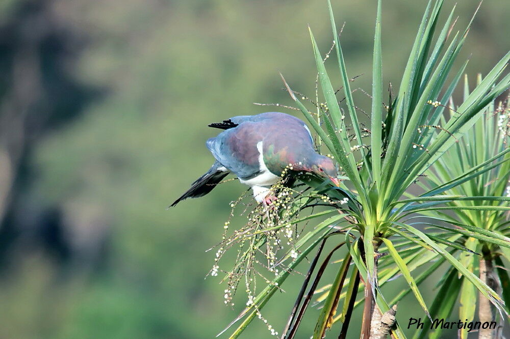 Carpophage de Nouvelle-Zélande