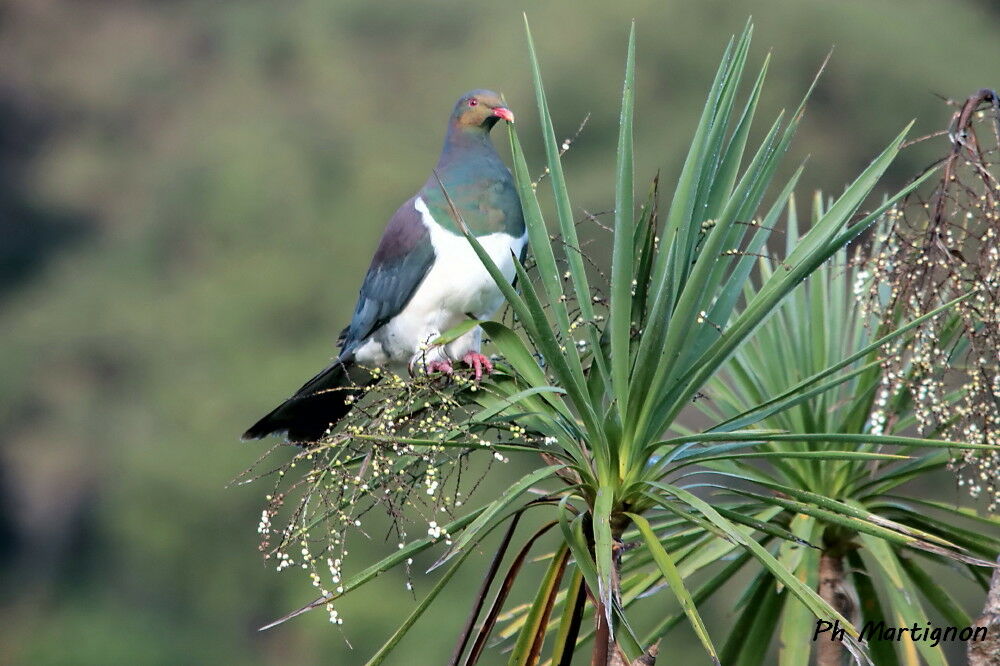 Carpophage de Nouvelle-Zélande