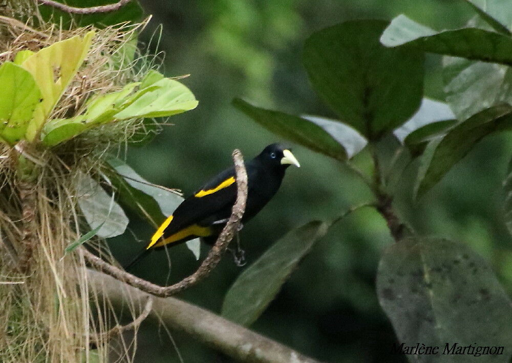 Yellow-rumped Cacique, identification