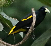 Yellow-rumped Cacique