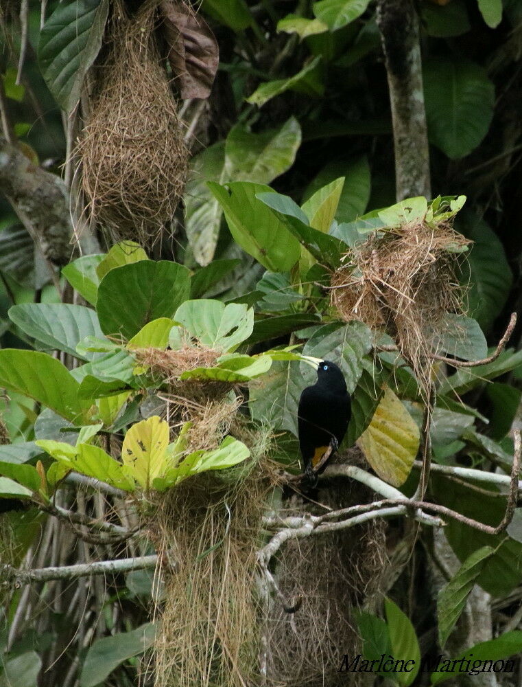 Yellow-rumped Cacique