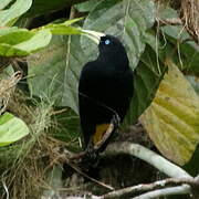 Yellow-rumped Cacique