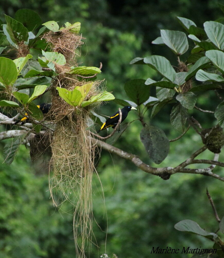 Cassique cul-jaune, identification