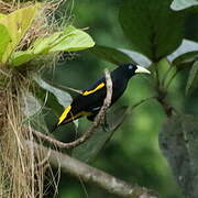 Yellow-rumped Cacique