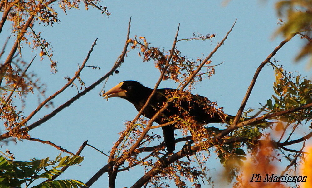 Crested Oropendola, identification