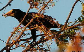 Crested Oropendola