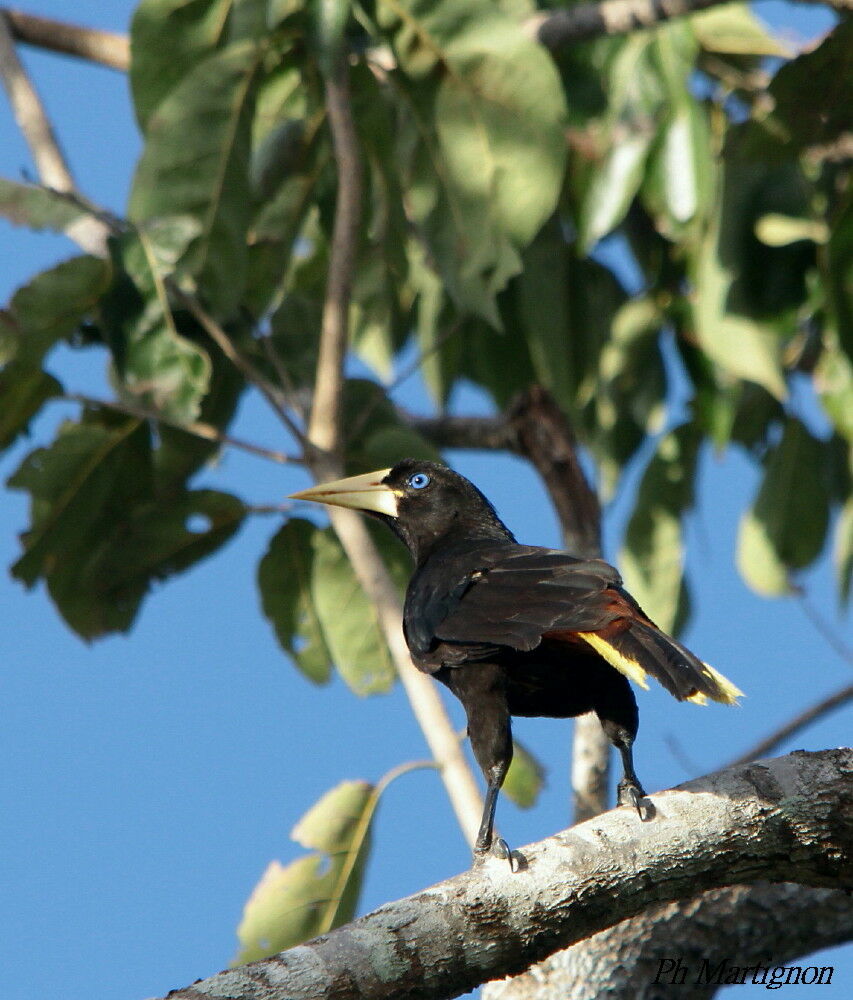 Crested Oropendola, identification