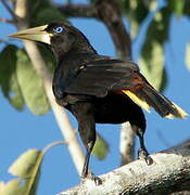 Crested Oropendola