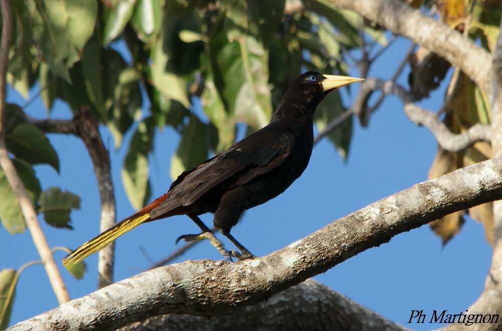 Crested Oropendola, identification