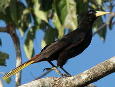 Crested Oropendola