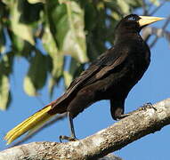 Crested Oropendola