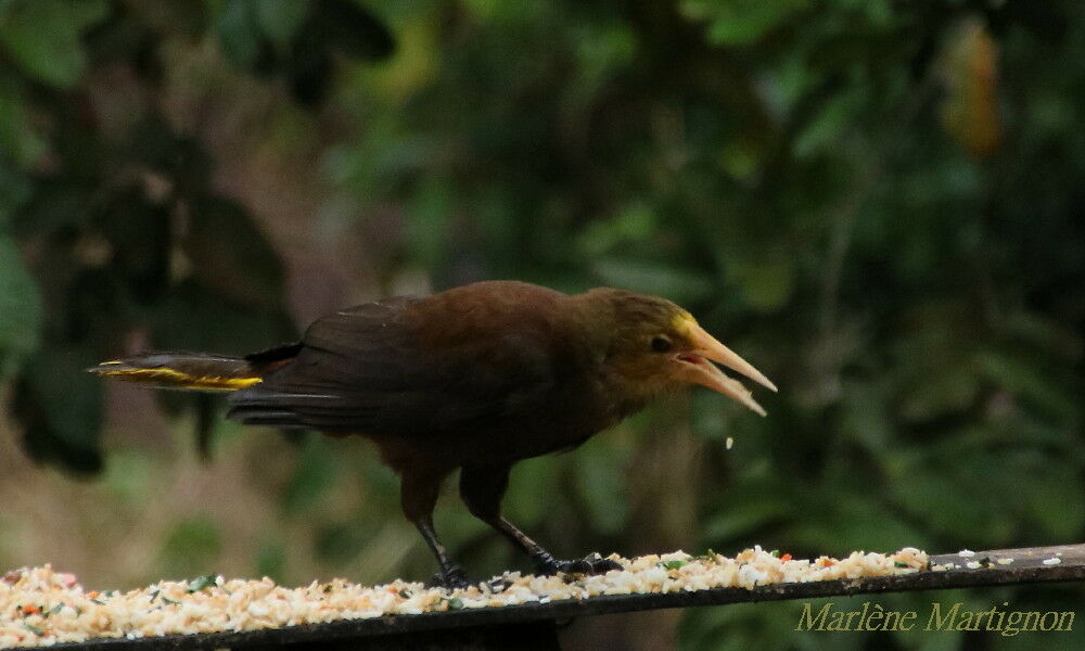 Cassique roussâtre, identification