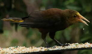 Russet-backed Oropendola