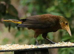 Russet-backed Oropendola