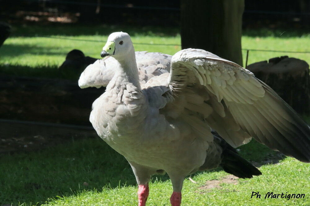 Céréopse cendré, identification